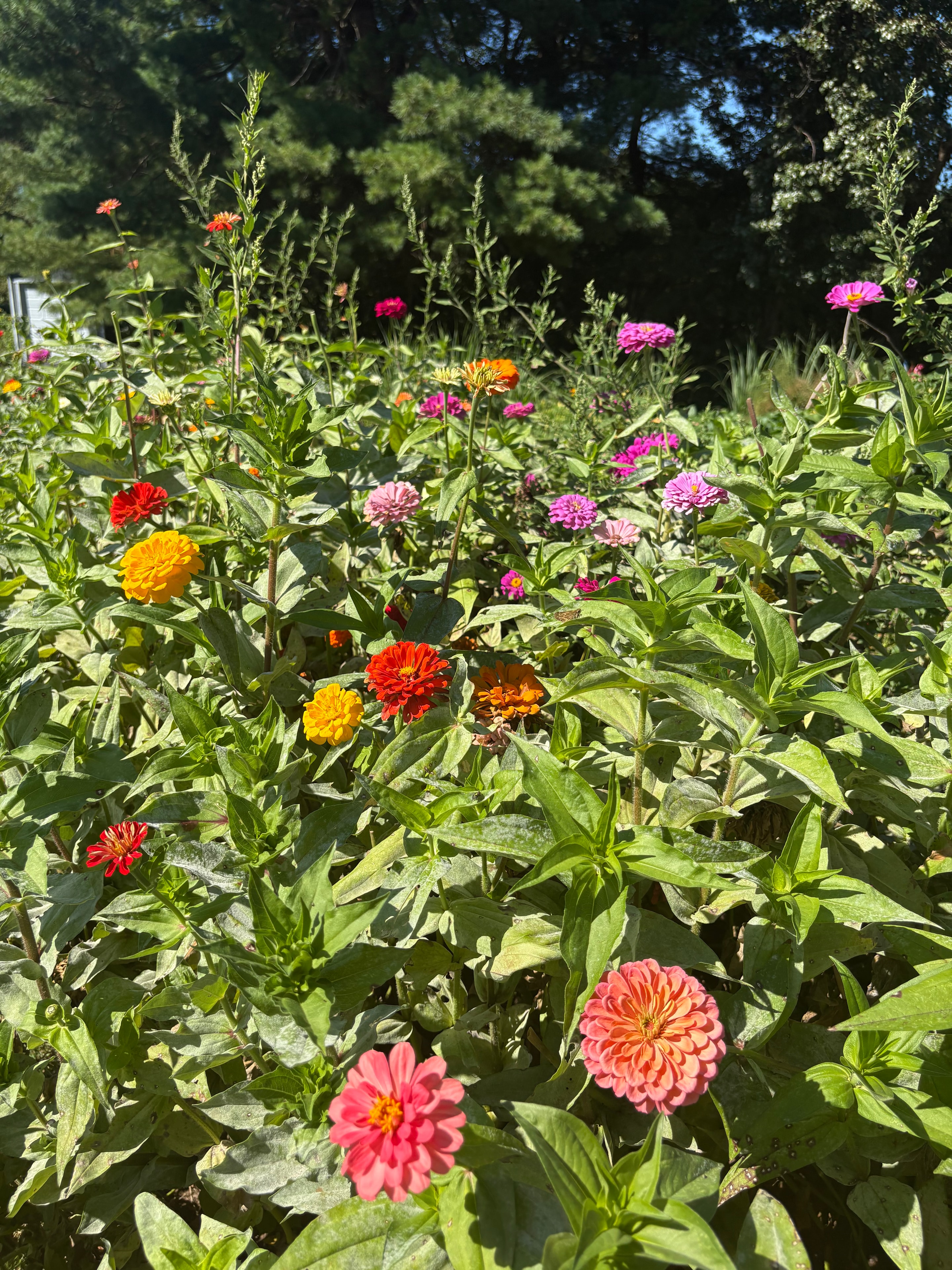 Colorful zinnias blooming in sunny garden