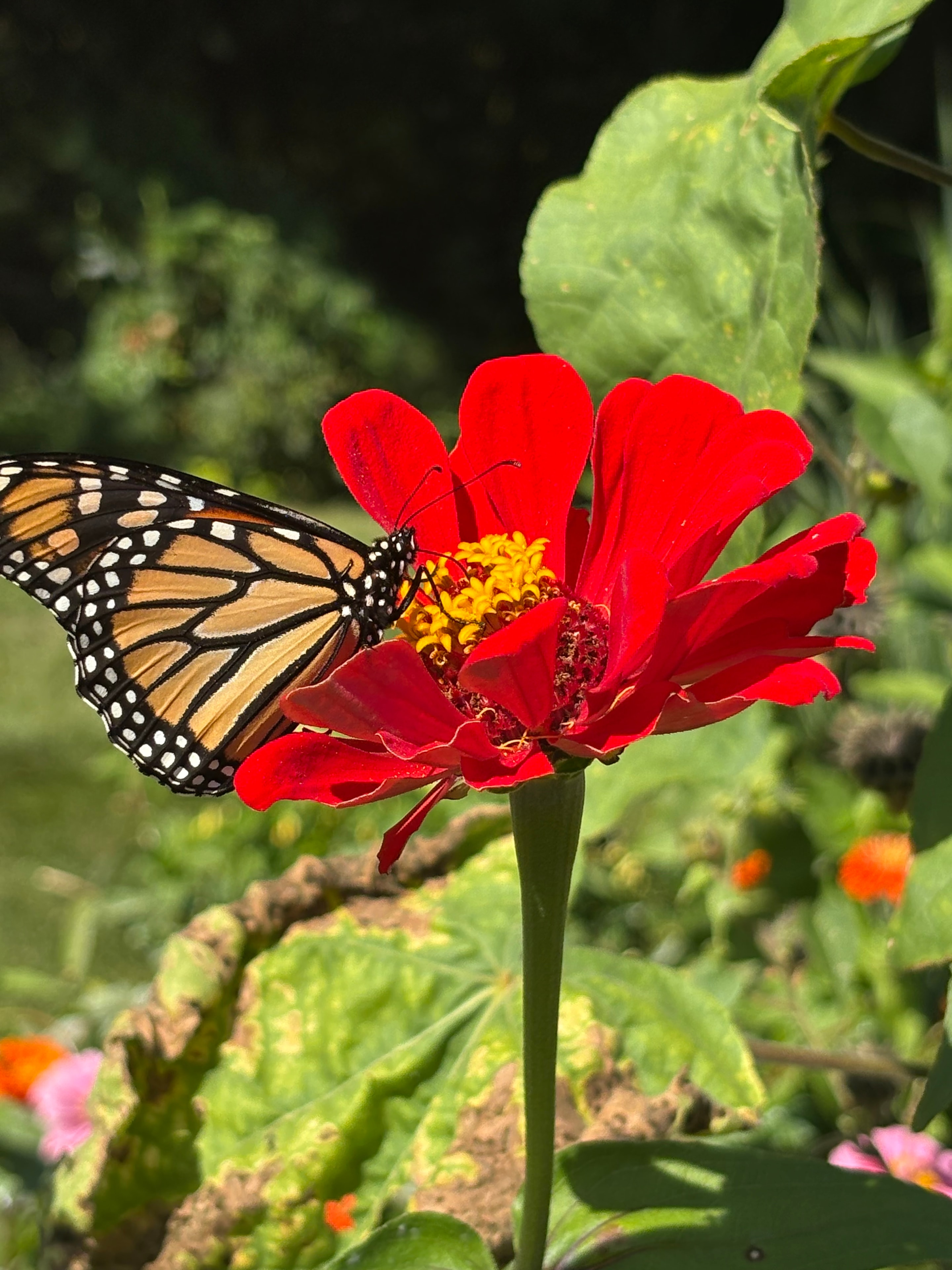 Monarch butterfly on a red zinnia